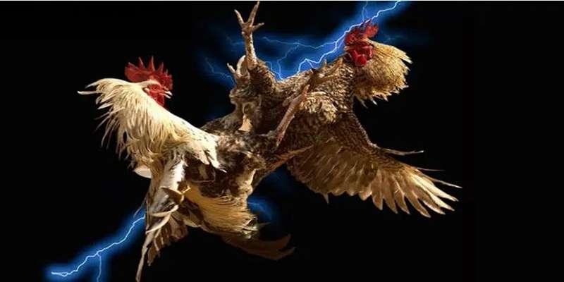 Bắt Đầu Với 9bet Đá gà - Nền Tảng Uy Tín và Đầy Đủ Các Thách Thức